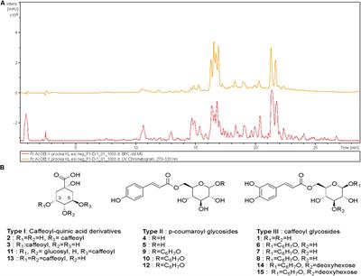 Evaluation of in vitro Antifungal Activity of Xylosma prockia (Turcz.) Turcz. (Salicaceae) Leaves Against Cryptococcus spp.